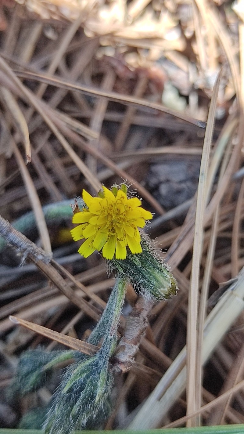 Hieracium mexicanum photo 5