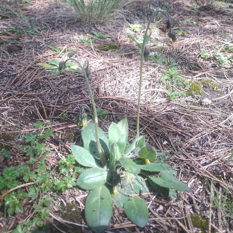 Hieracium mexicanum photo 6