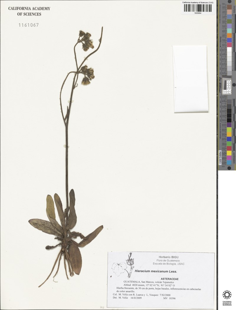 Hieracium mexicanum photo 7