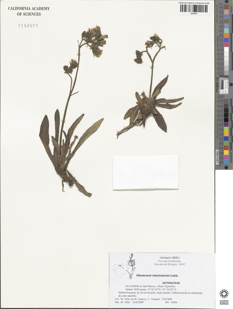 Hieracium mexicanum photo 8