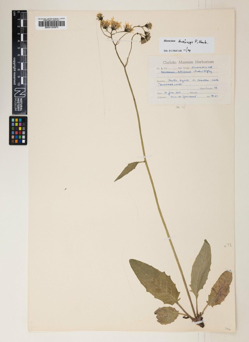 Hieracium micracladium