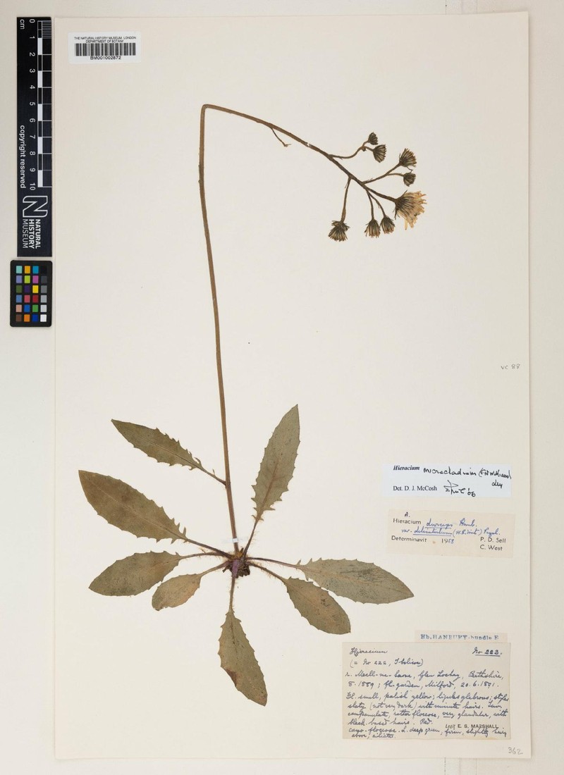 Hieracium micracladium photo 2