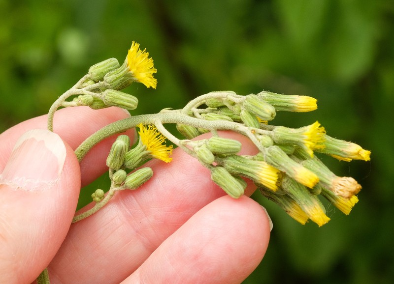 Hieracium microcephalum photo 2