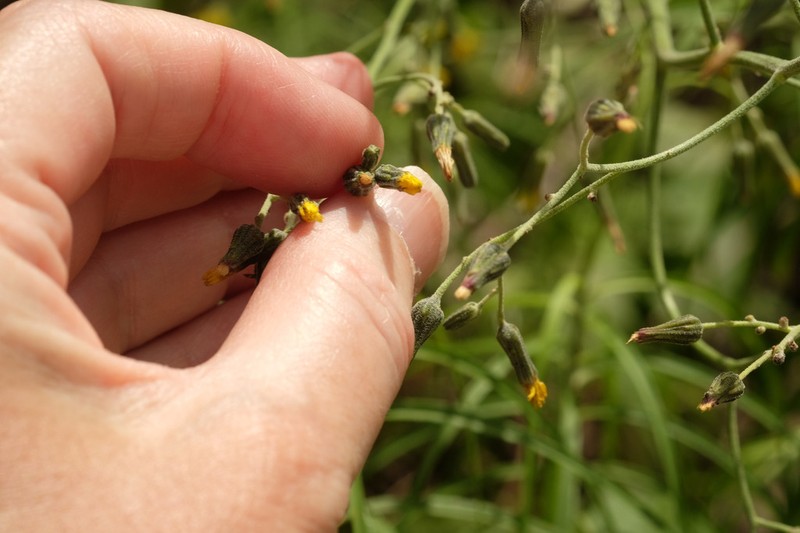 Hieracium microcephalum photo 3