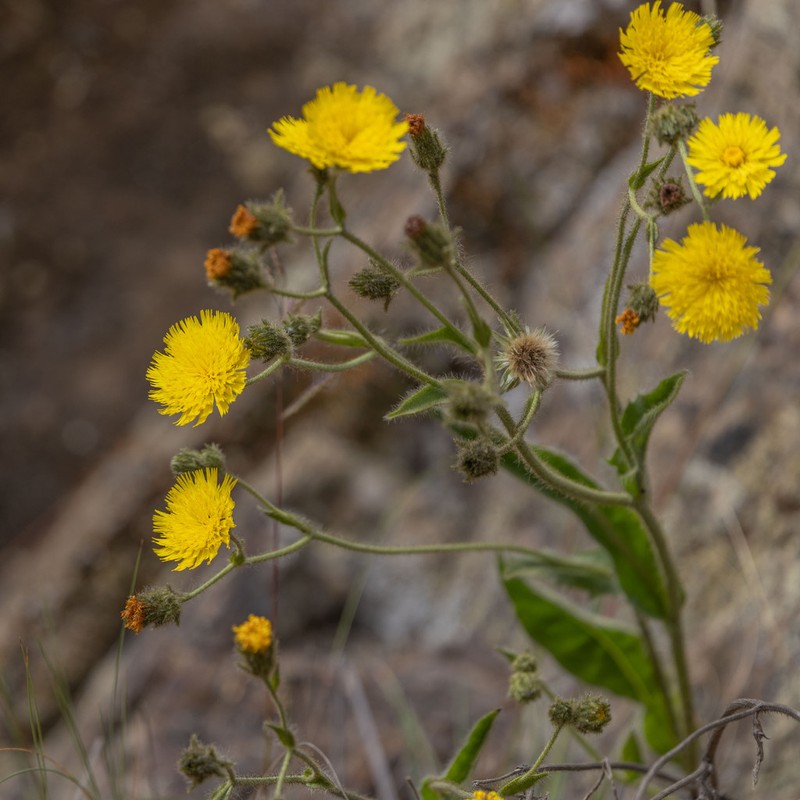 Hieracium microcephalum photo 4