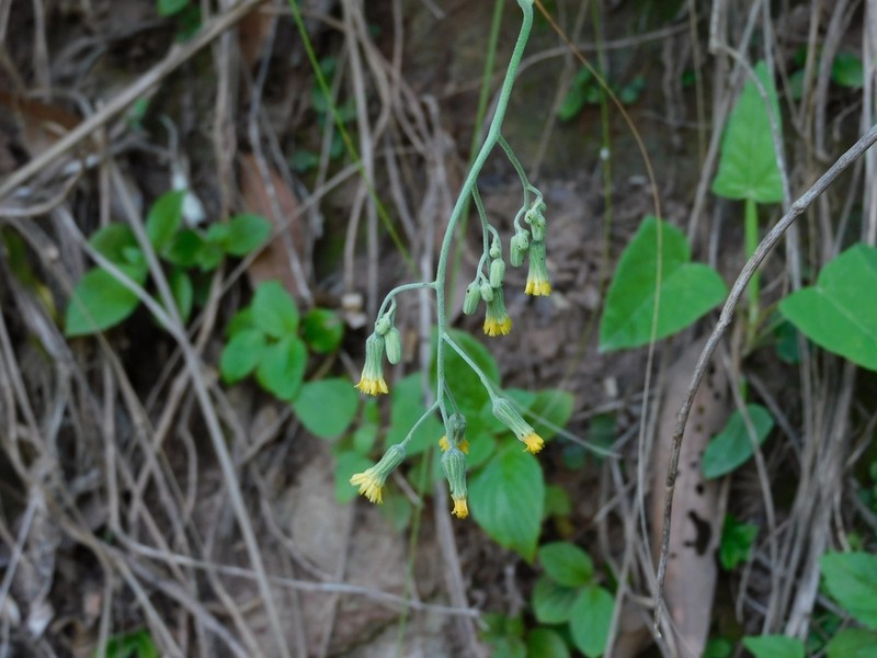 Hieracium microcephalum photo 5