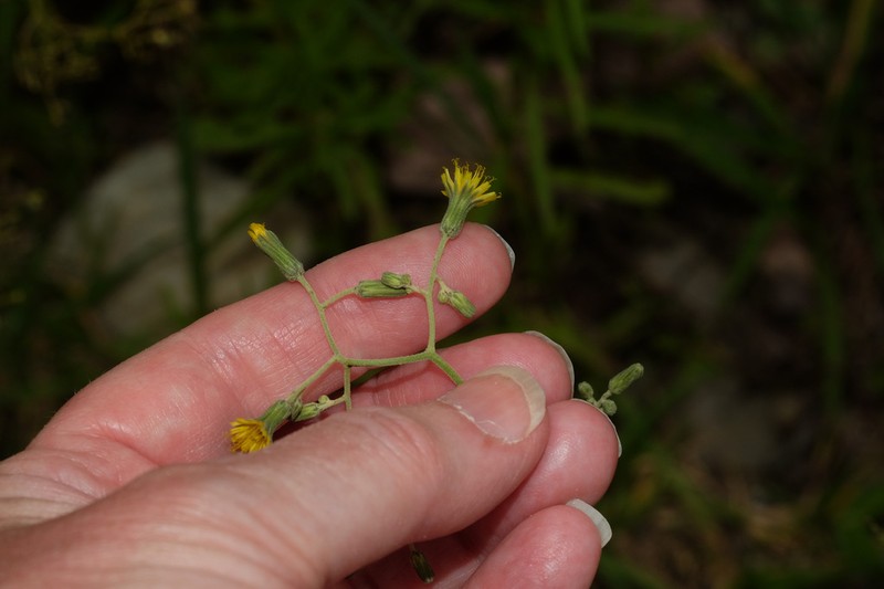 Hieracium microcephalum photo 6