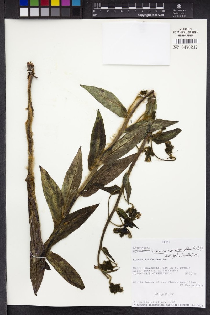 Hieracium microcephalum photo 8