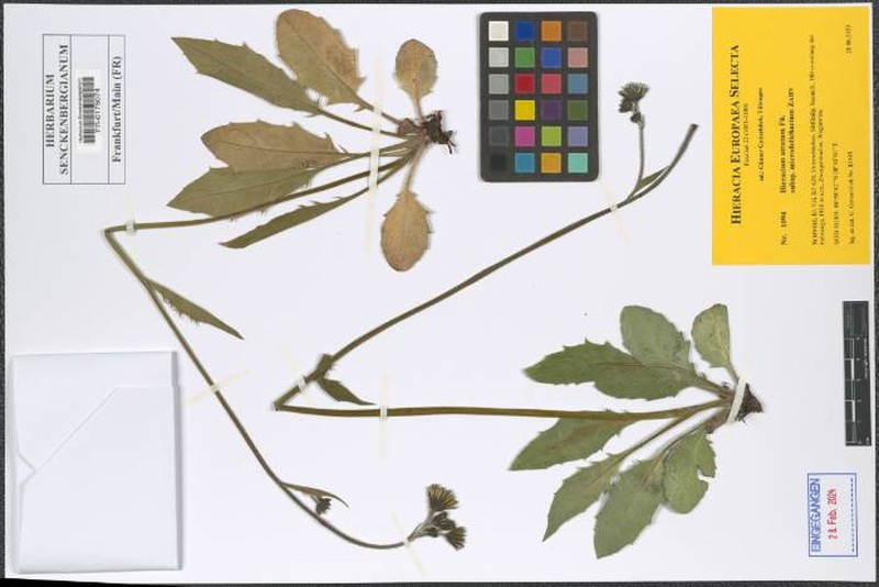 Hieracium microdolichaetum
