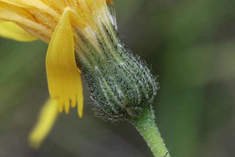 Hieracium microdon