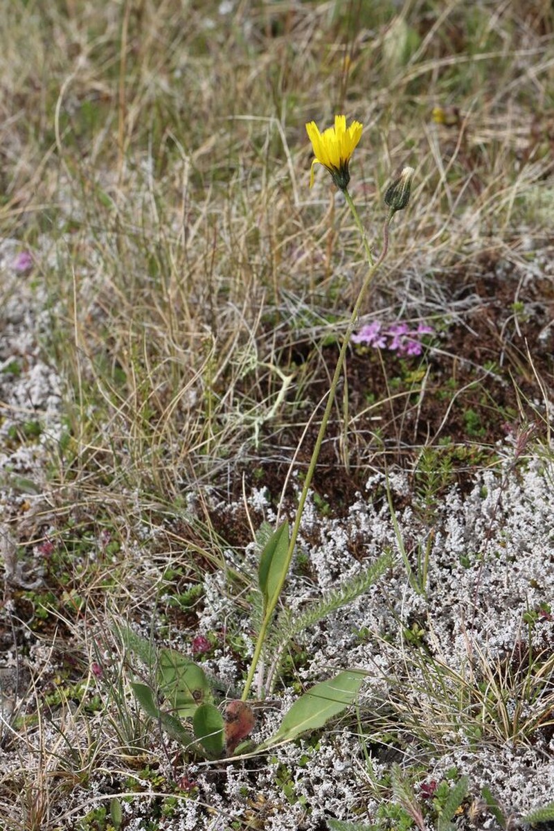 Hieracium microdon photo 2