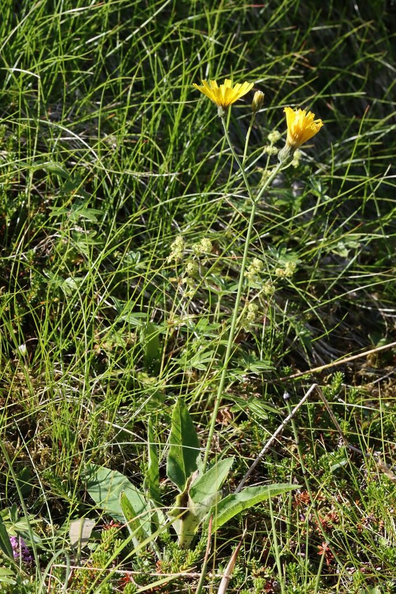 Hieracium microdon photo 3