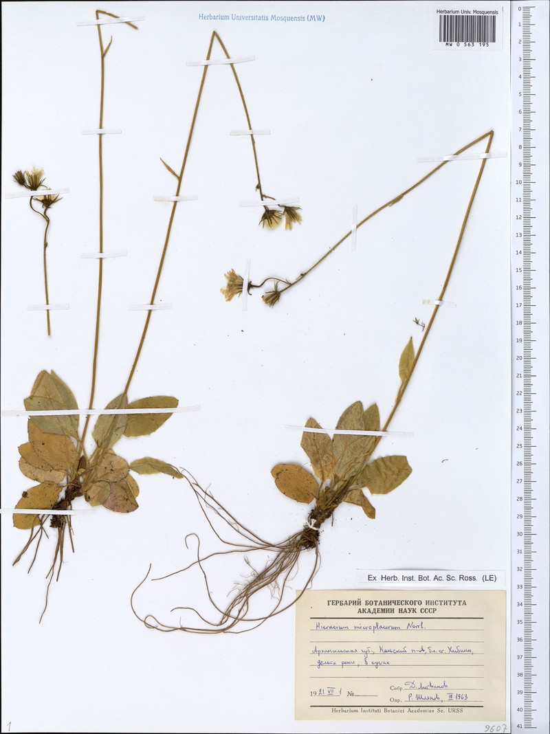 Hieracium microplacerum