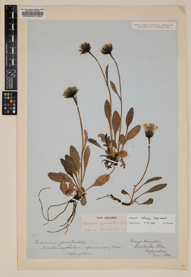 Hieracium milesii