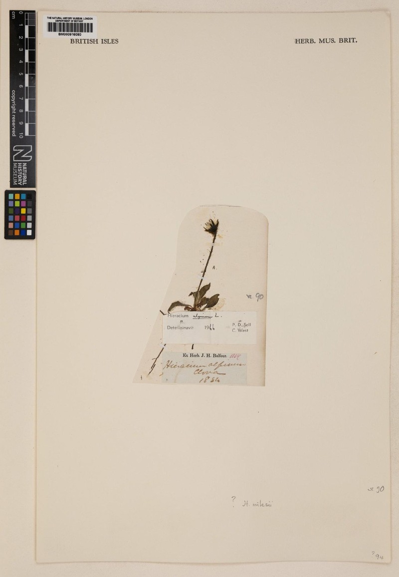 Hieracium milesii photo 2