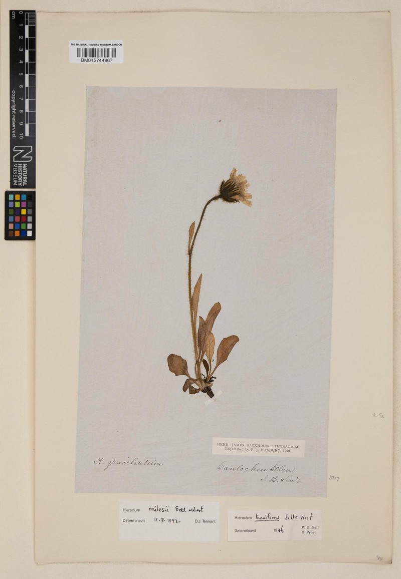 Hieracium milesii photo 3