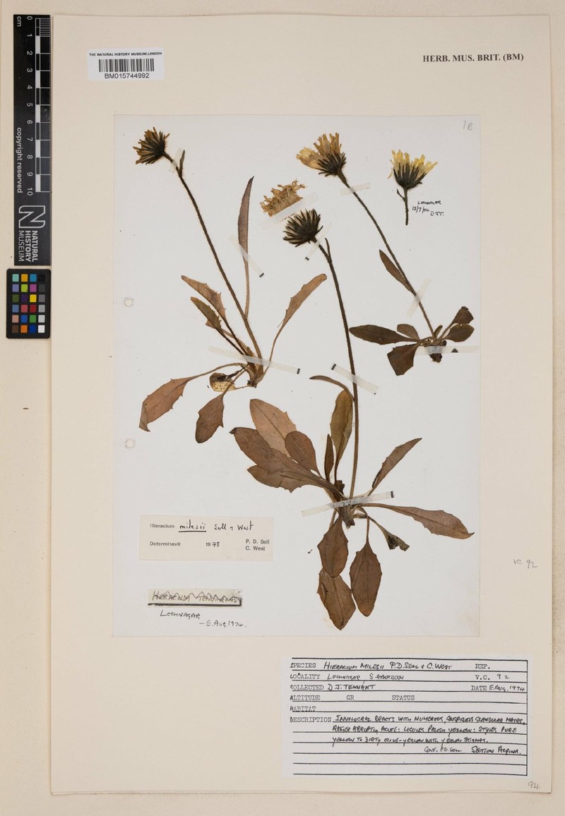 Hieracium milesii photo 4