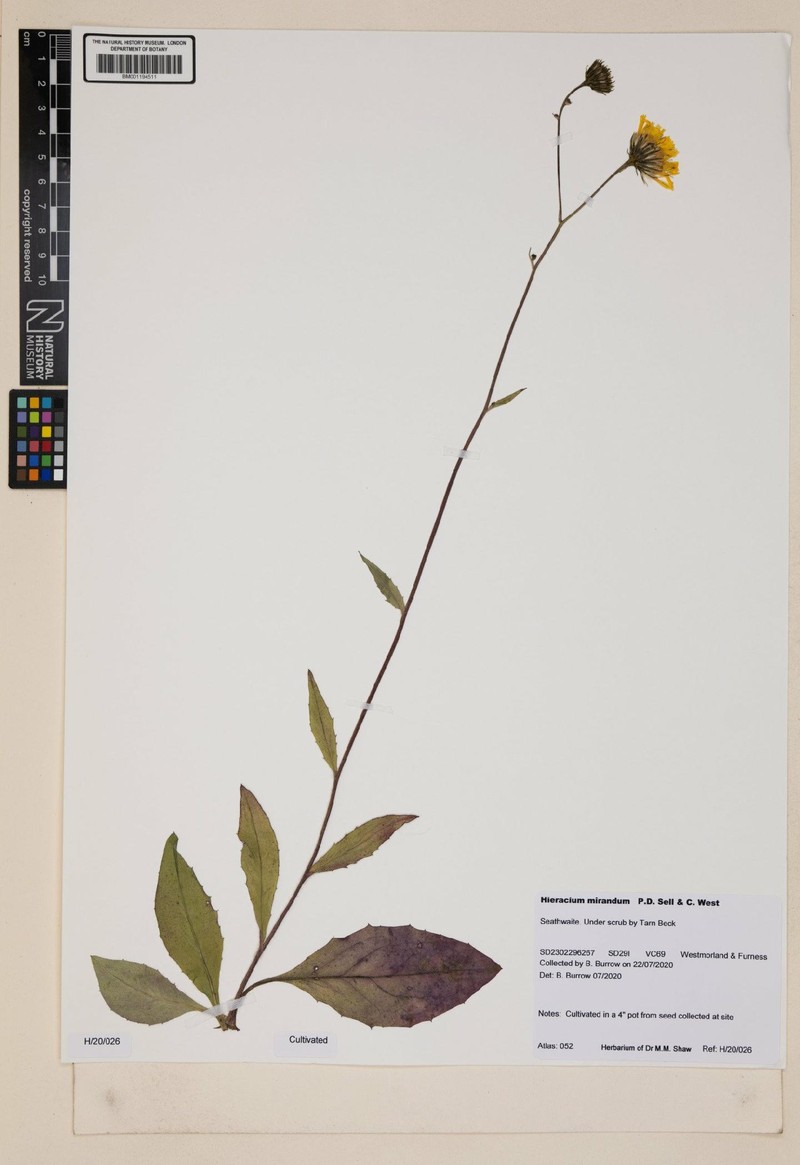 Hieracium mirandum