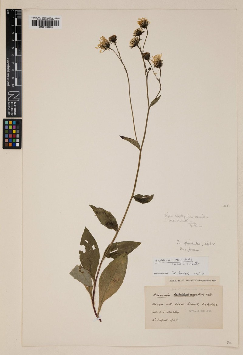 Hieracium mirandum photo 2