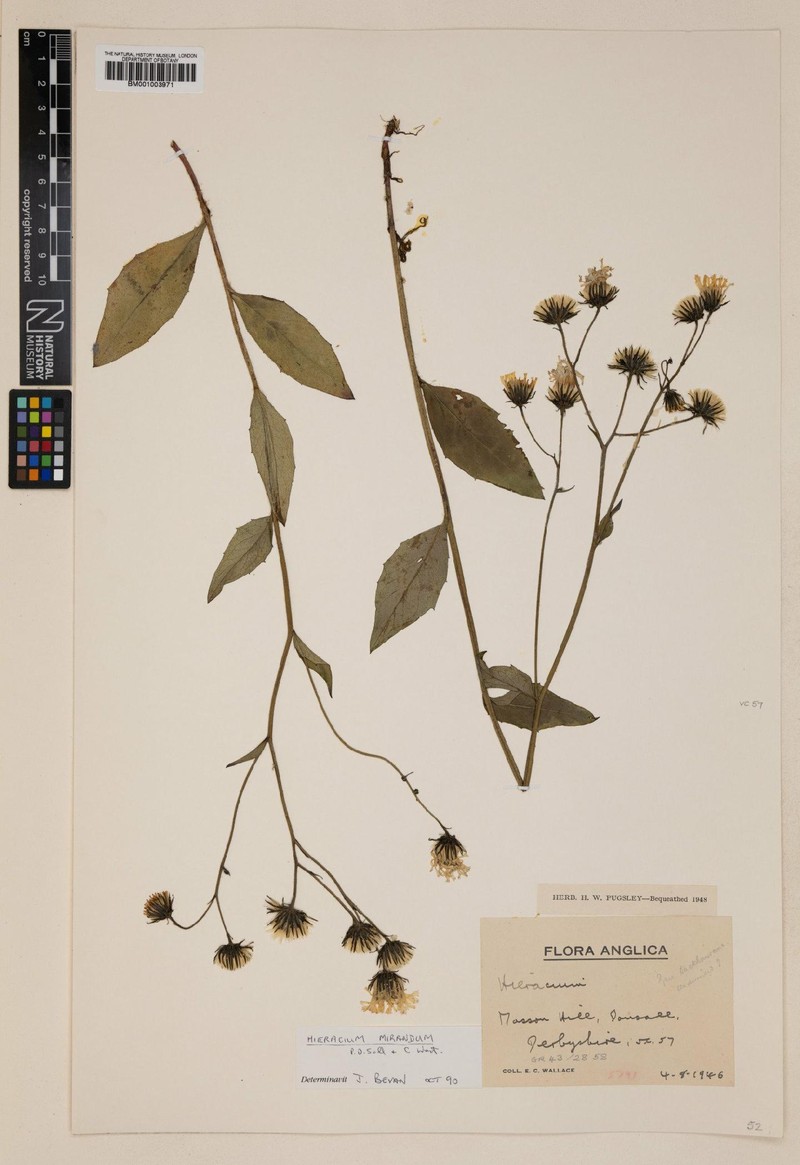 Hieracium mirandum photo 3