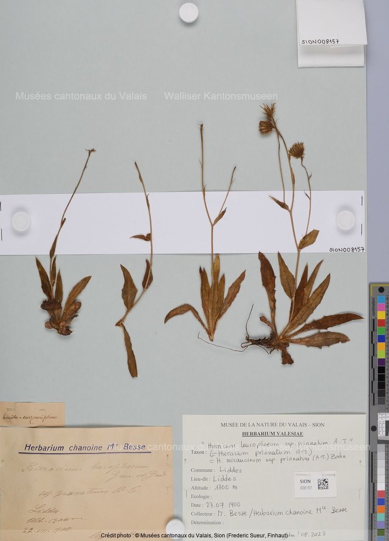 Hieracium misaucinum