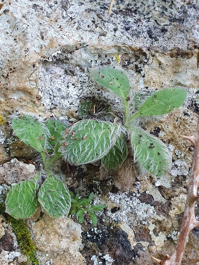 Hieracium mixtum