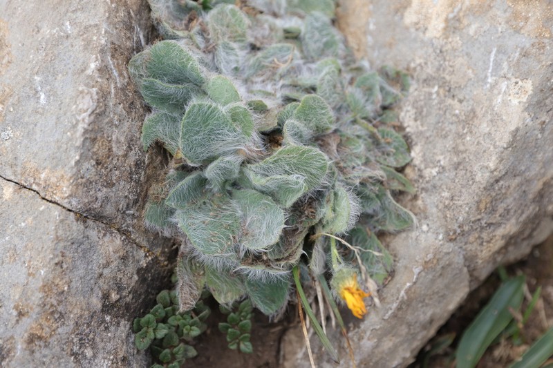 Hieracium mixtum photo 2