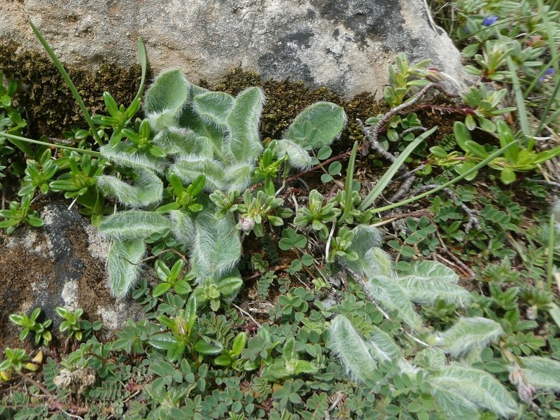 Hieracium mixtum photo 3