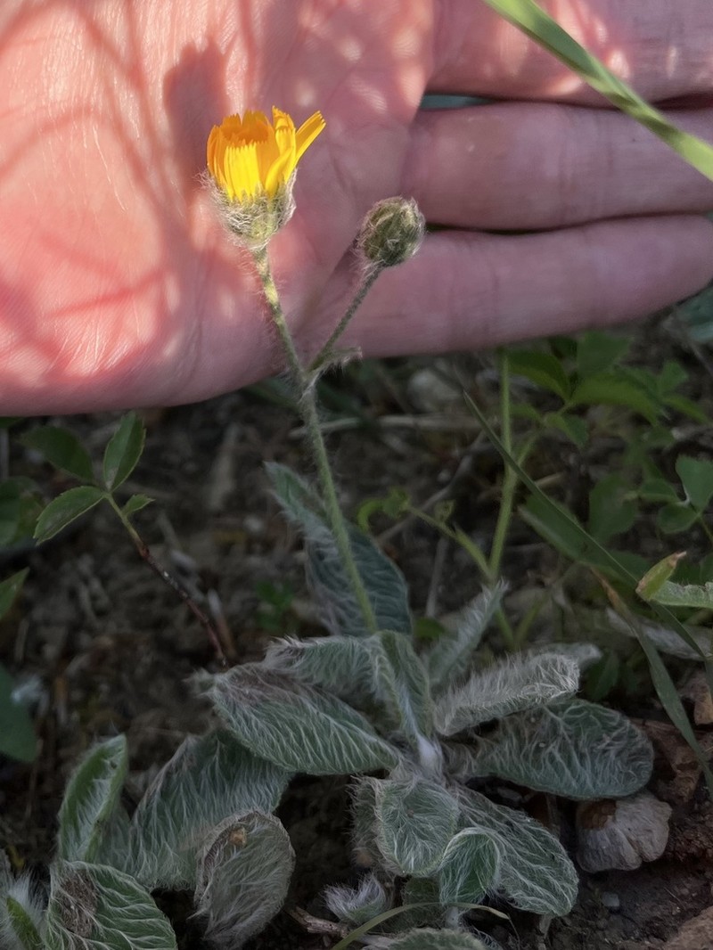 Hieracium mixtum photo 4