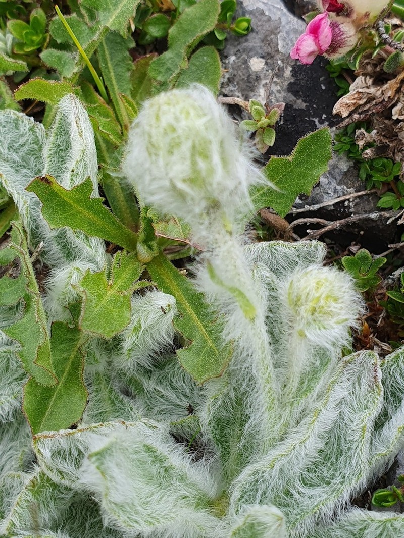 Hieracium mixtum photo 5