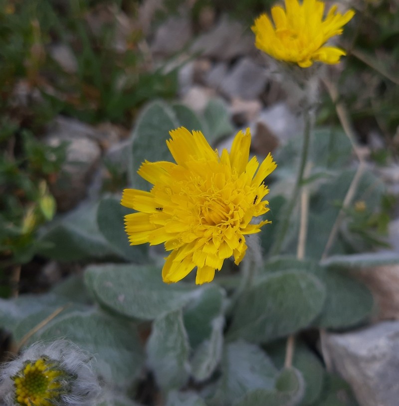 Hieracium mixtum photo 6