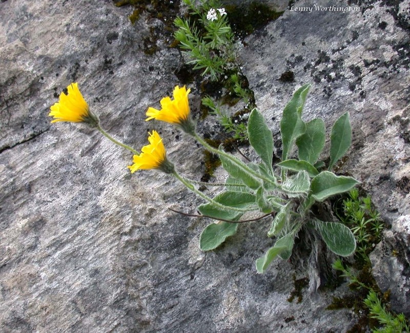 Hieracium mixtum photo 7