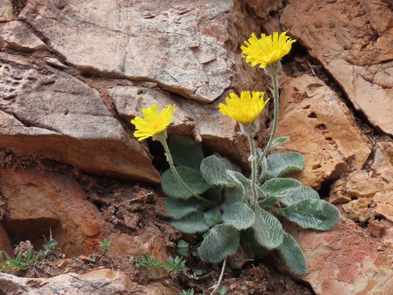 Hieracium mixtum photo 8