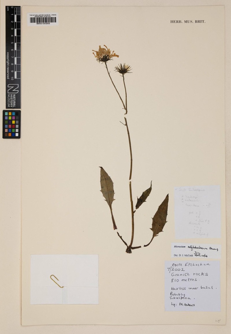Hieracium molybdochroum