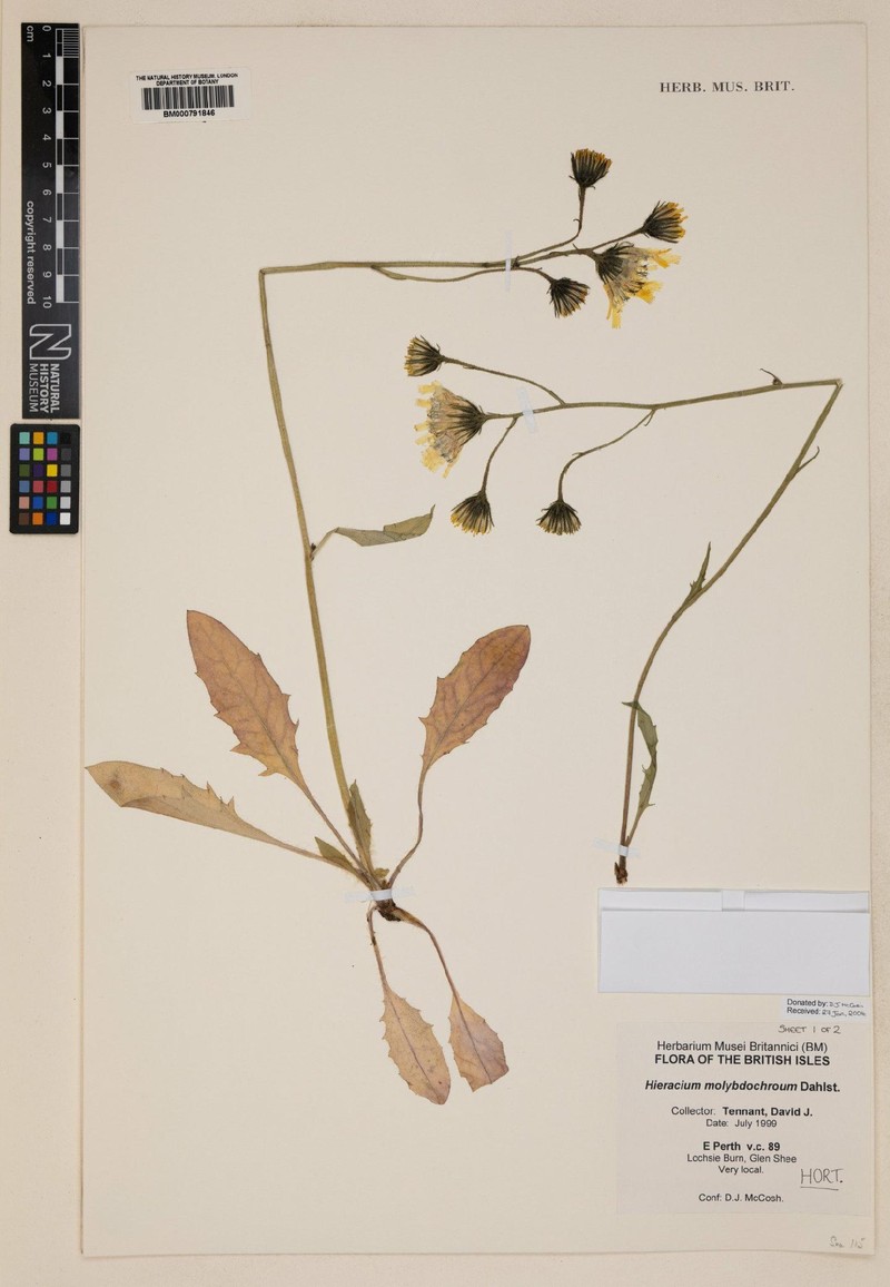 Hieracium molybdochroum photo 2