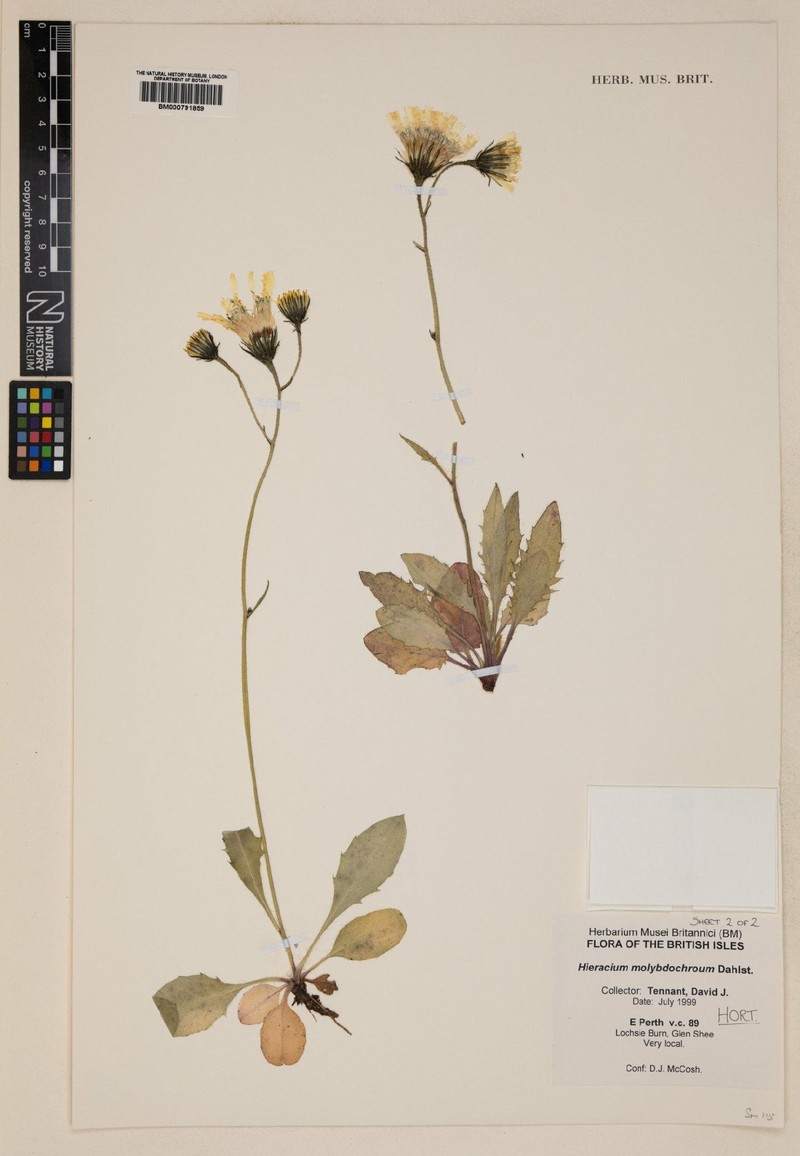 Hieracium molybdochroum photo 3