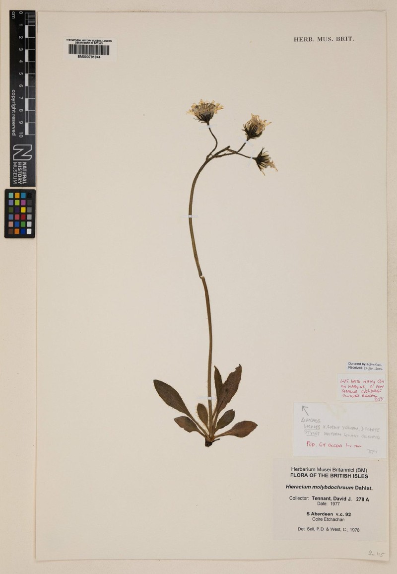 Hieracium molybdochroum photo 4