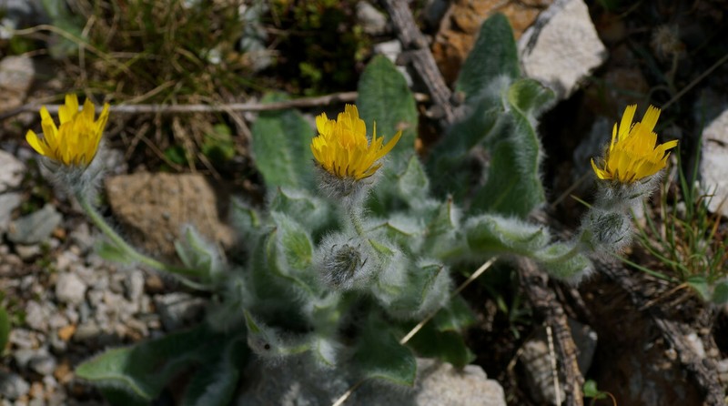 Hieracium monregalense