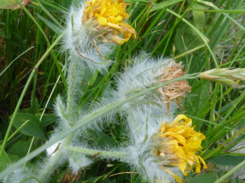 Hieracium monregalense photo 2