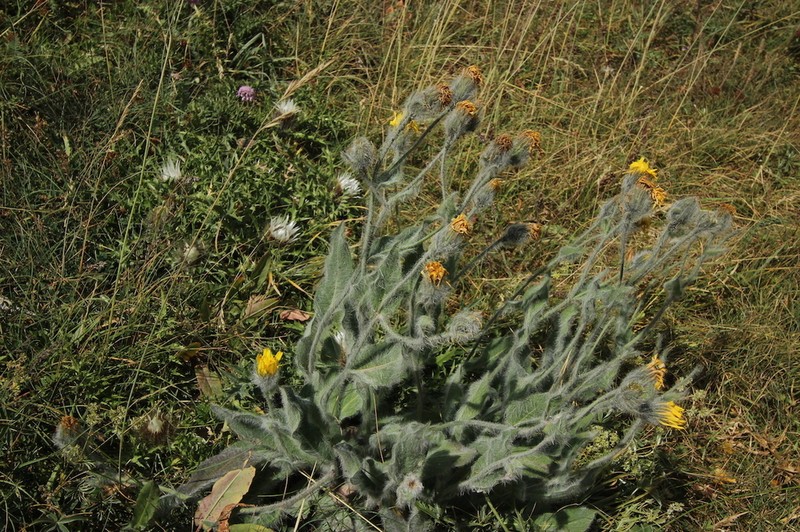 Hieracium monregalense photo 3