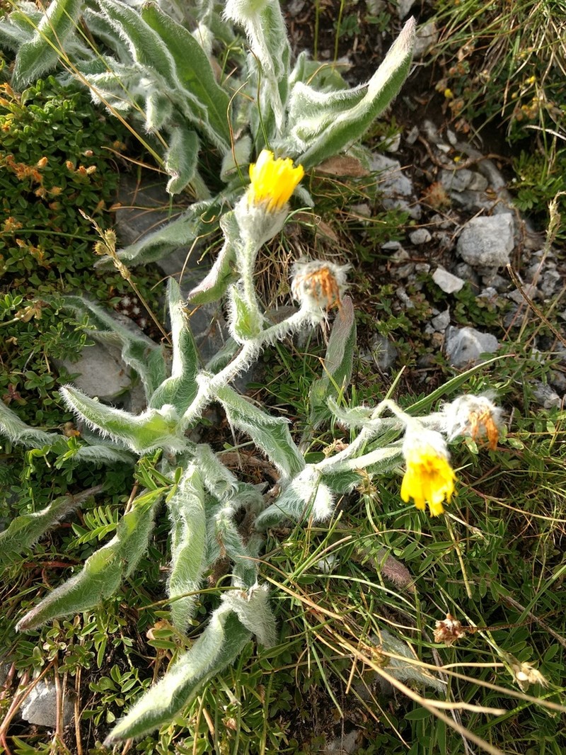 Hieracium monregalense photo 4