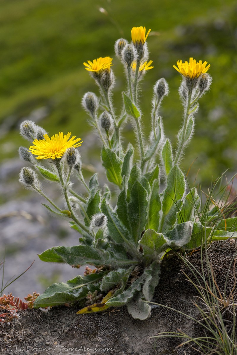 Hieracium monregalense photo 5