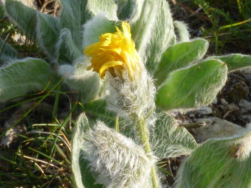 Hieracium monregalense photo 6