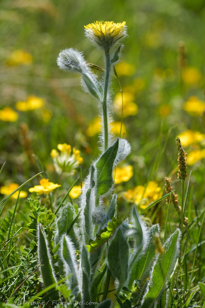 Hieracium monregalense photo 7