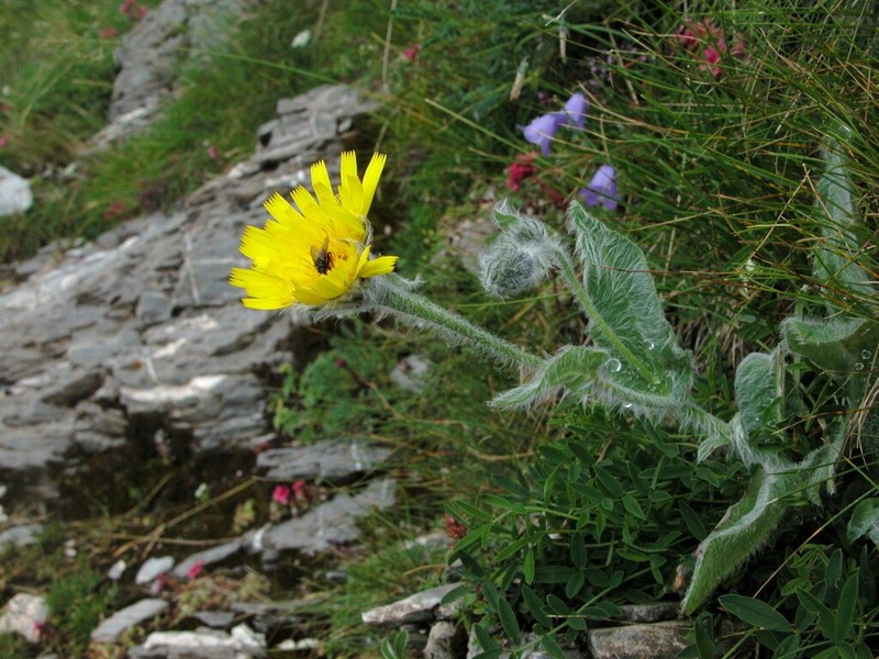 Hieracium monregalense photo 8