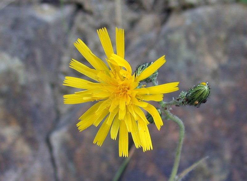 Hieracium monstrosum