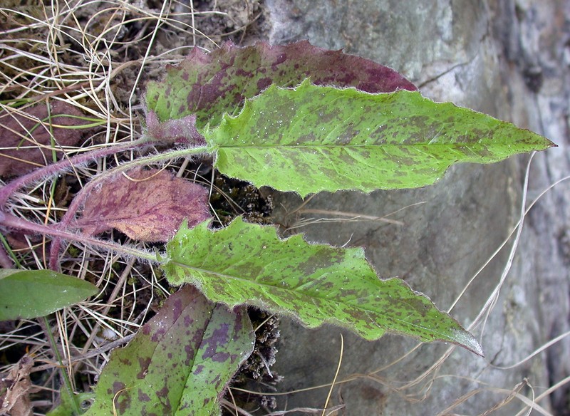 Hieracium monstrosum photo 3