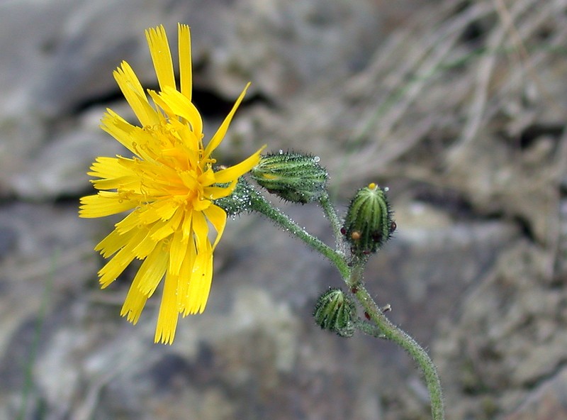Hieracium monstrosum photo 4