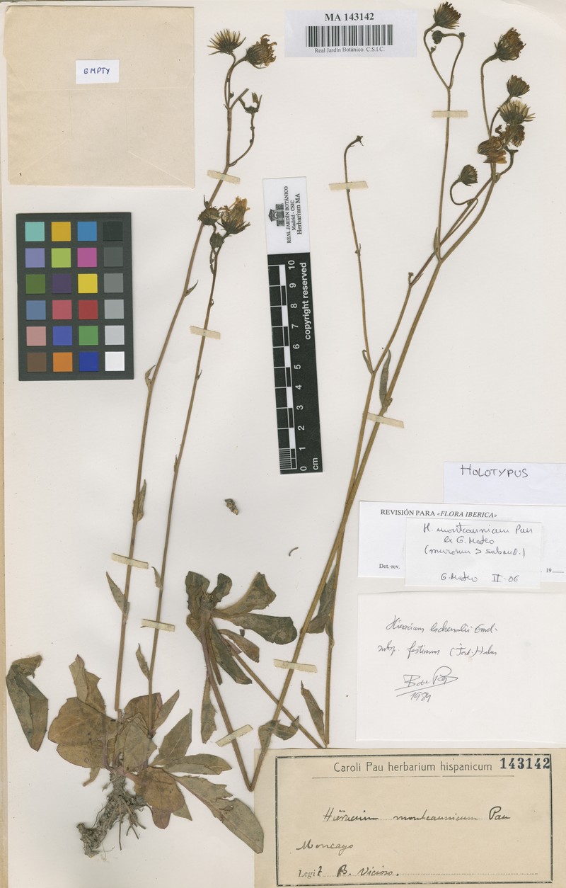 Hieracium montcaunicum