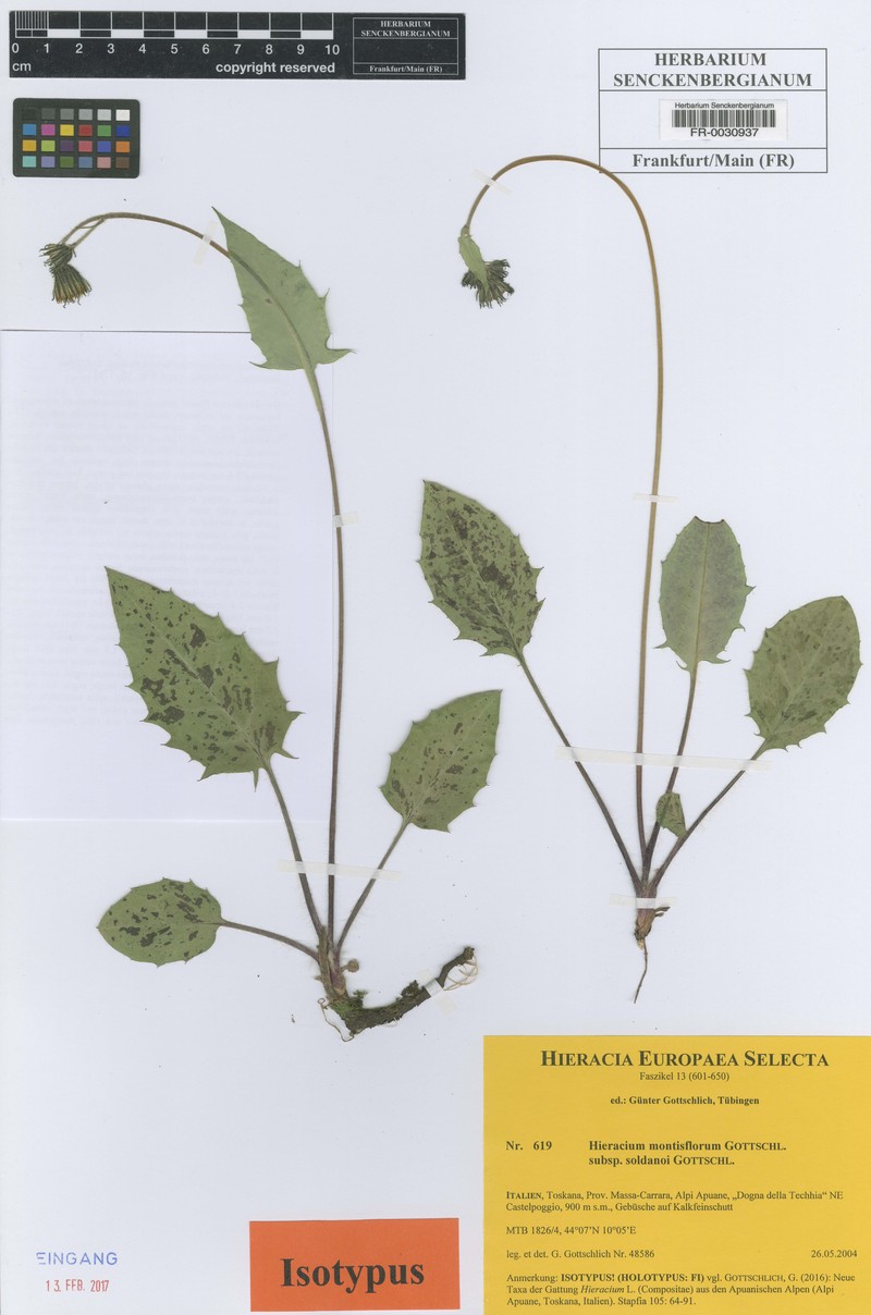 Hieracium montis-florum